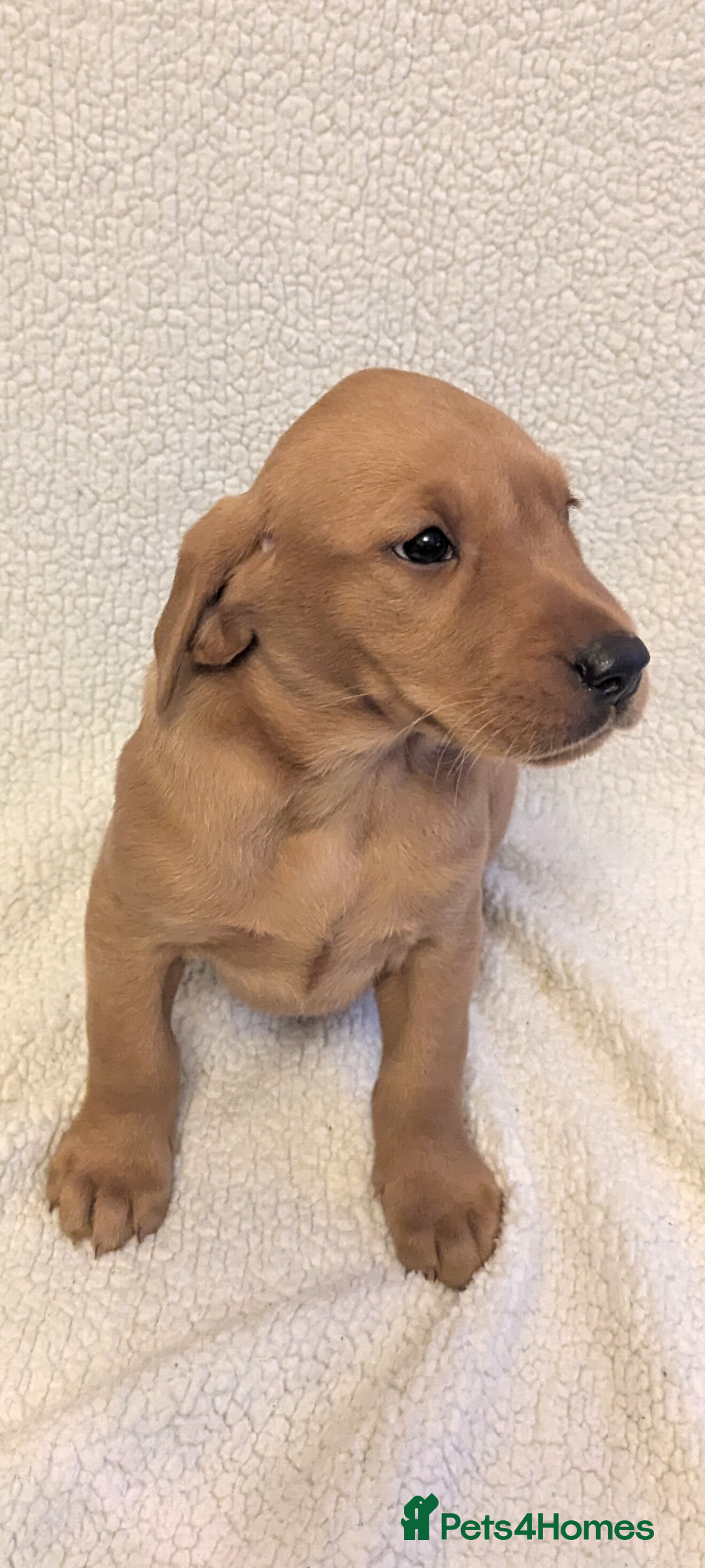 Labrador Retriever dogs for sale: Fox red Labradors  - Advert 19