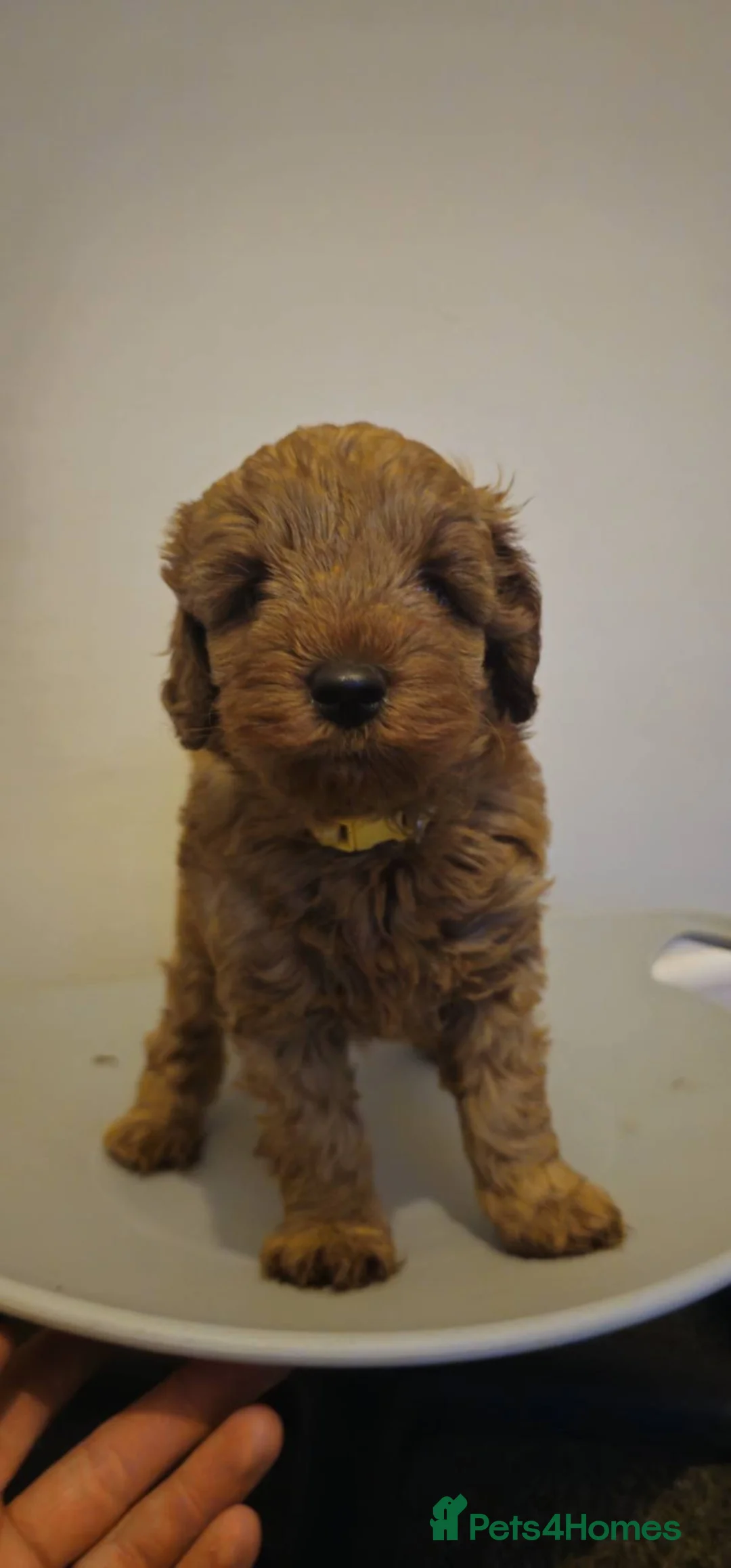 Cavapoo dogs for sale: F1b cavapoos  - Advert 3