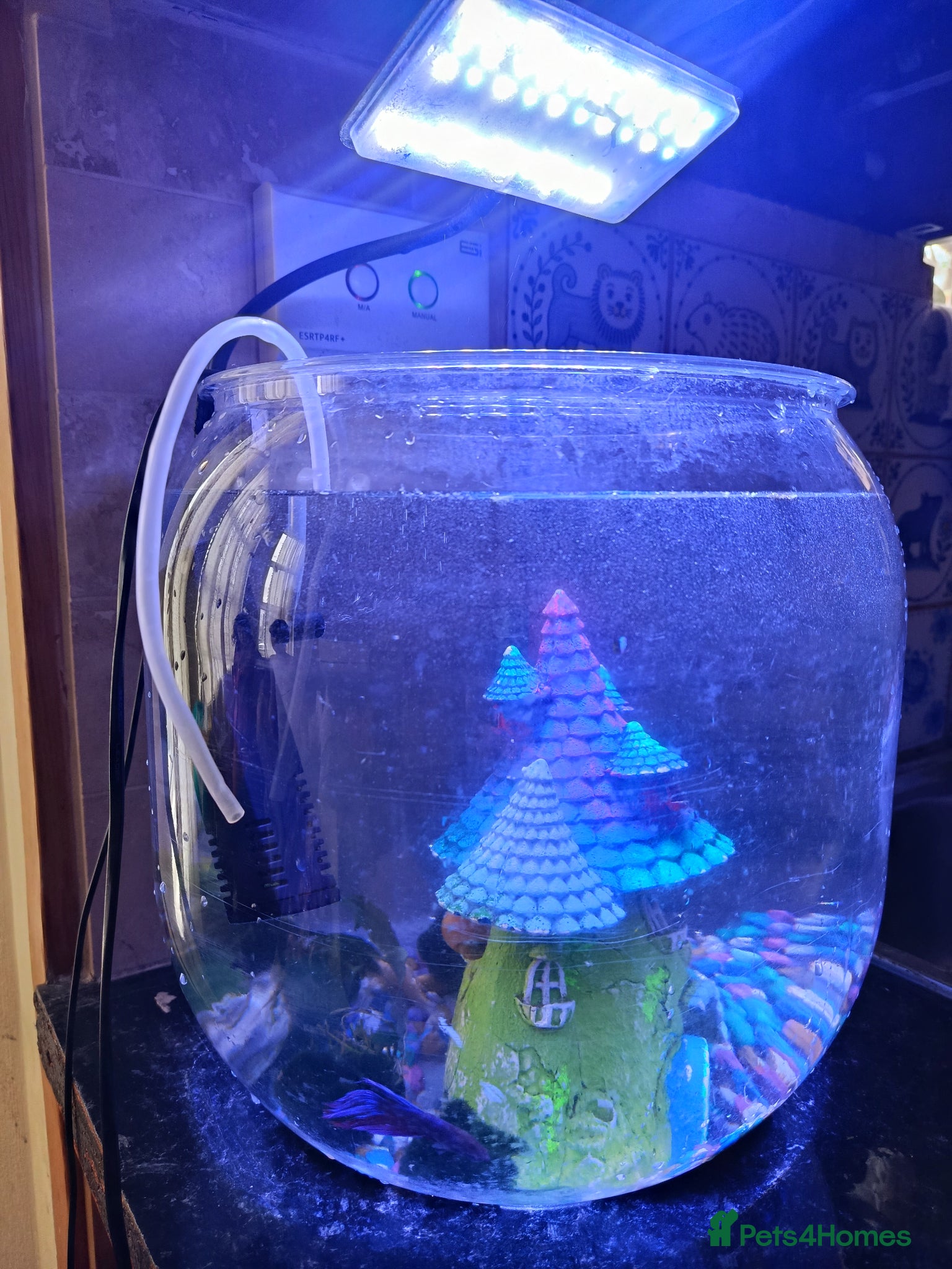 Bettas fish Purple Betta, 4 Corydoras, Catfish and Apple snail - Advert 2