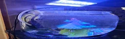 Bettas fish for sale: Purple Betta, 4 Corydoras, Catfish and Apple snail - Advert 2