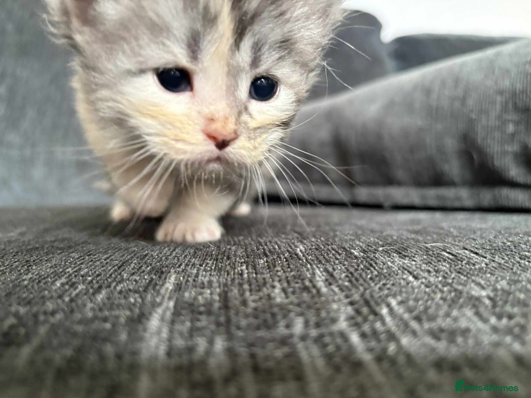 Maine Coon cats for sale: 3/4 maine coon kittens  - Image 16