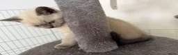 British Shorthair cats for sale: sweet gentle British Shorthair silky coat Kittens - Advert 4