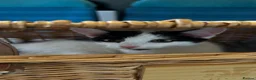 Mixed Breed cats for sale: Rehoming little girl - Advert 6