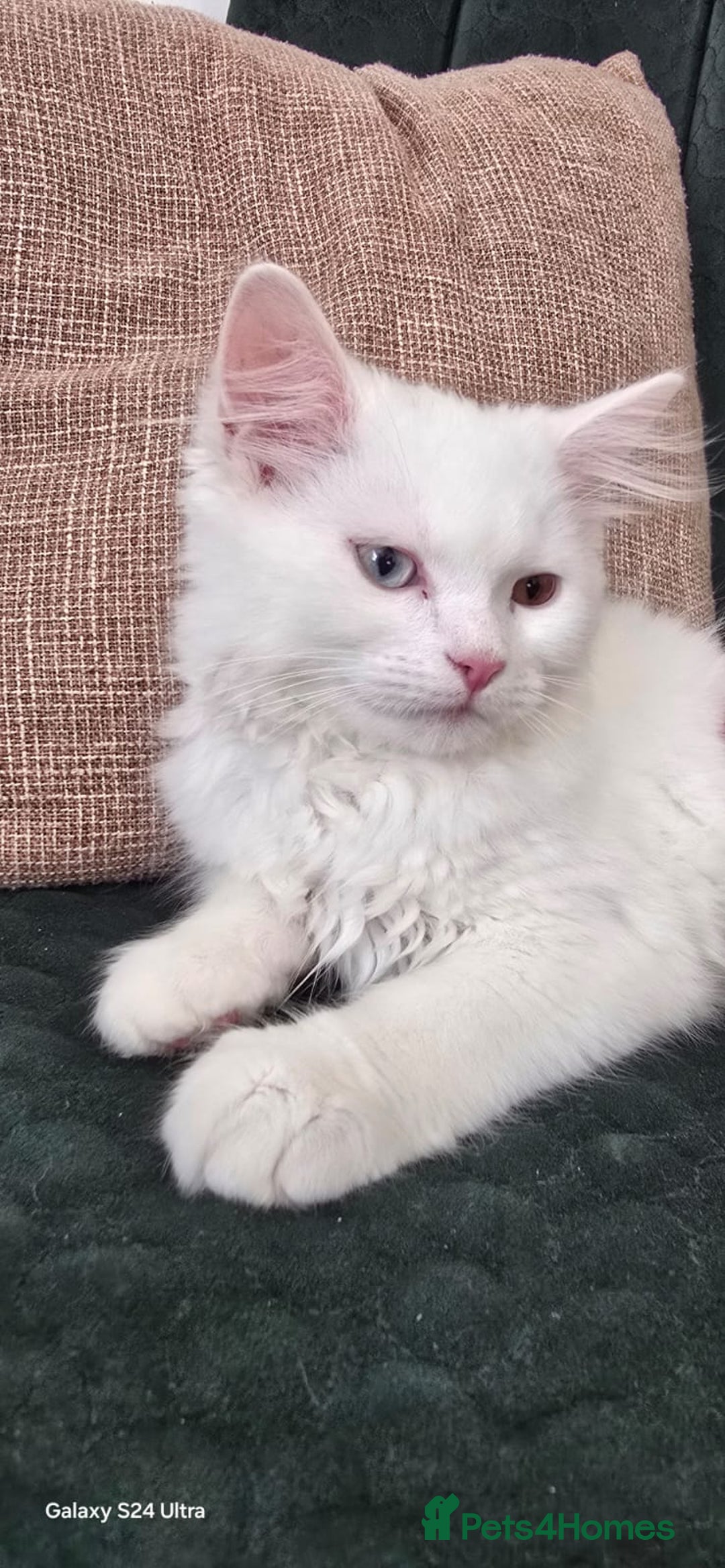 Persian cats for sale: Pure white long hair persian male kitten - Image 2