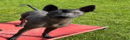 Mexican Hairless dogs for sale: Xoloitzcuintle - Mexican Hairless Standard adult  - Advert 2
