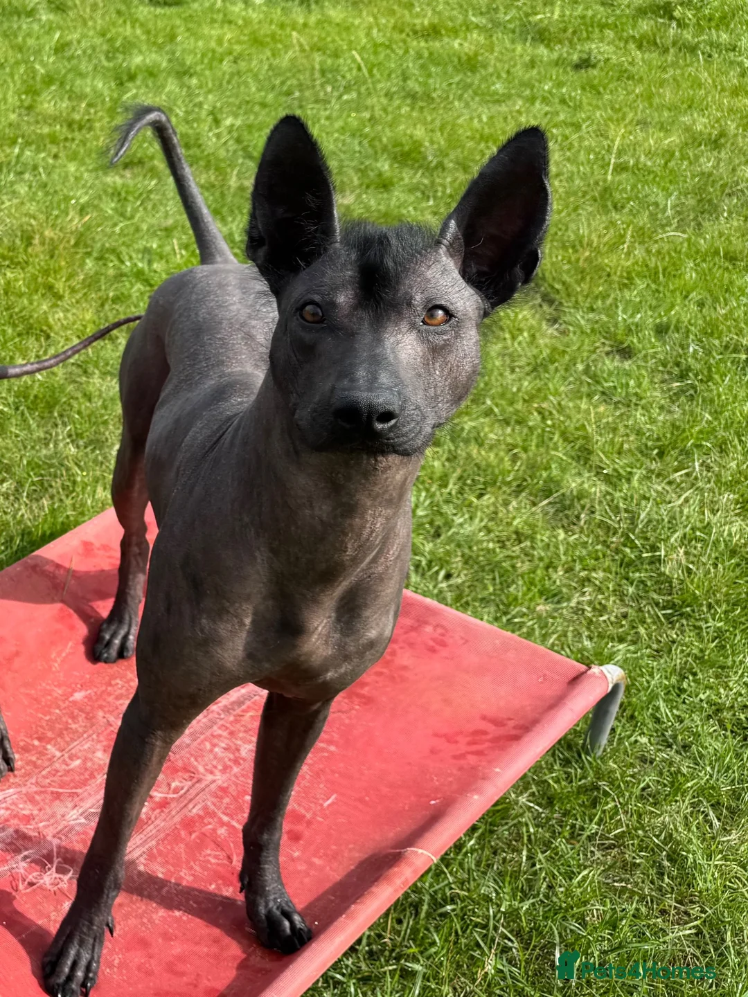 Mexican Hairless dogs for sale: Xoloitzcuintle - Mexican Hairless Standard adult  - Advert 2