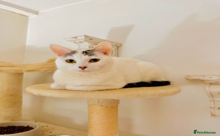 Domestic Shorthair cats - Advert 3