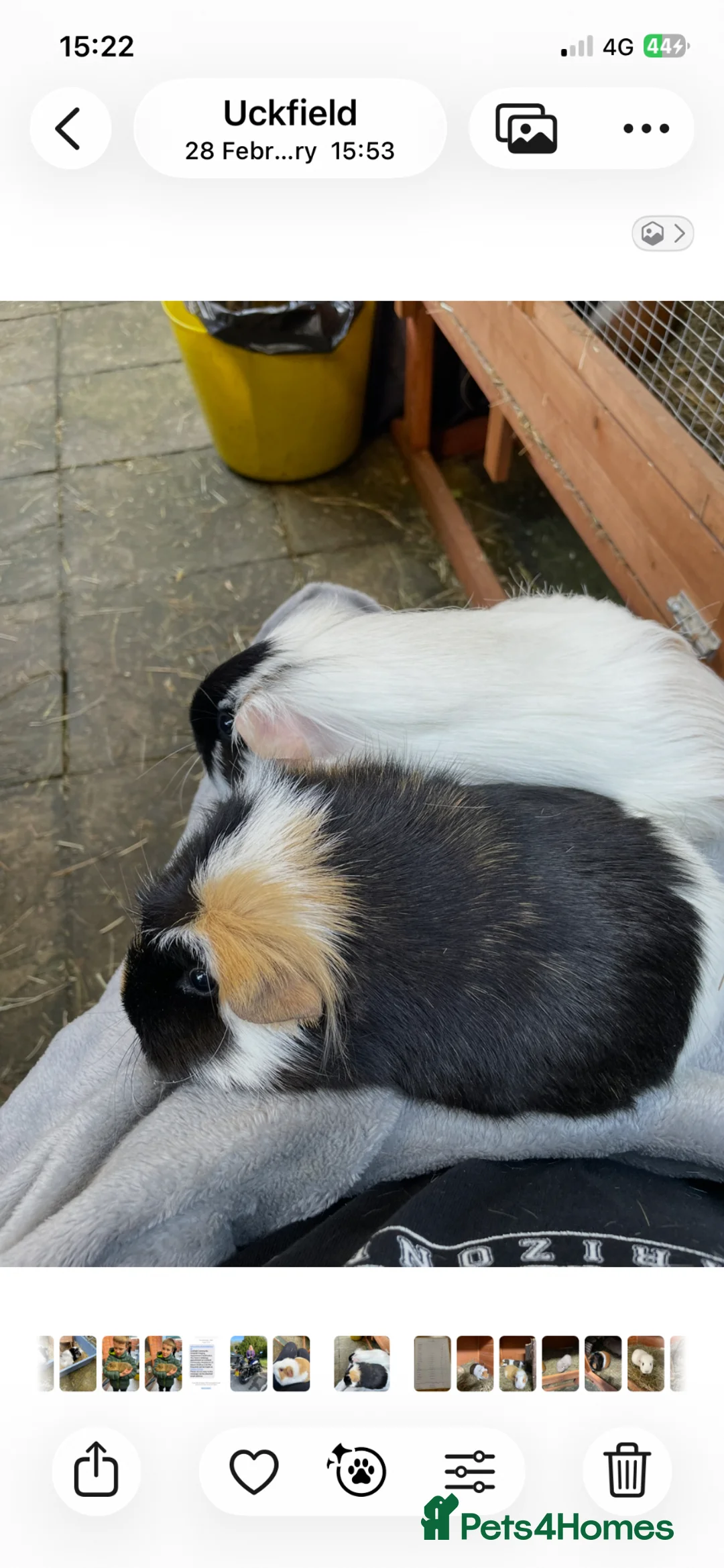 Guinea Pig rodents for sale: Smooth and long haired male and female Guineqpigs  in Uckfield - Advert 1