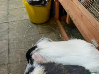 Guinea Pig rodents Smooth and long haired male and female Guineqpigs - Advert 1