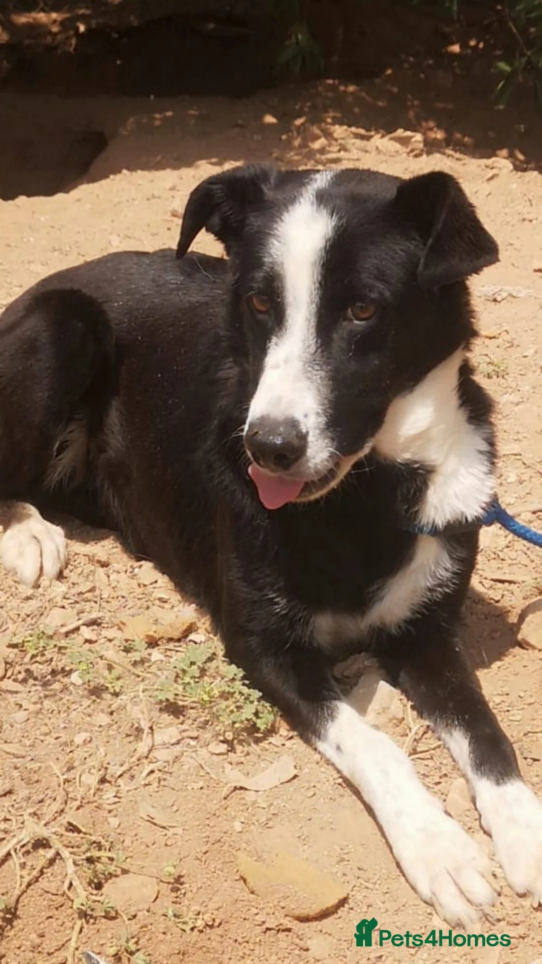 Mixed Breed dogs for adoption: Reduce fee an Urgent 🚨 home for Max in Hengoed - Advert 7