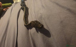 Python Snake reptiles for sale: Mahogany Morph Mojave Ball Python   - Image 5