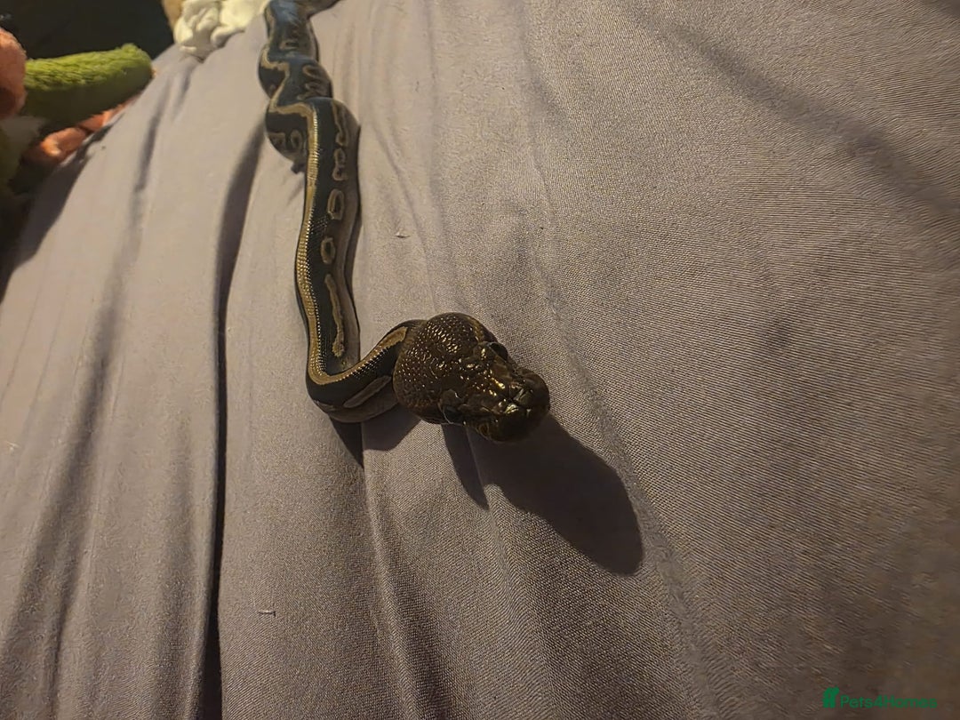 Python Snake reptiles for sale: Mahogany Morph Mojave Ball Python   - Image 5
