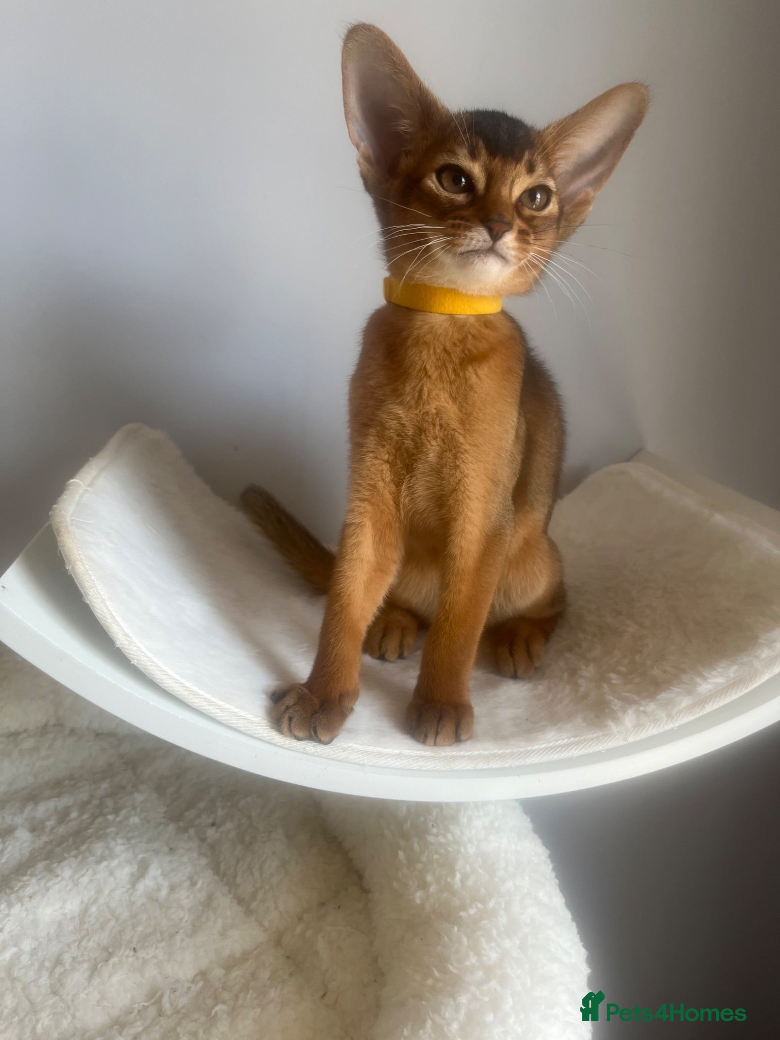 Abyssinian cats Adorable Abyssinian kittens - Advert 2