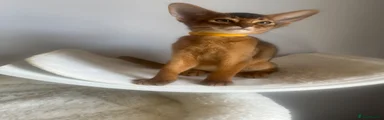 Abyssinian Kitten 7