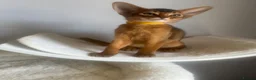 Abyssinian cats for sale: Adorable Abyssinian kittens - Advert 2