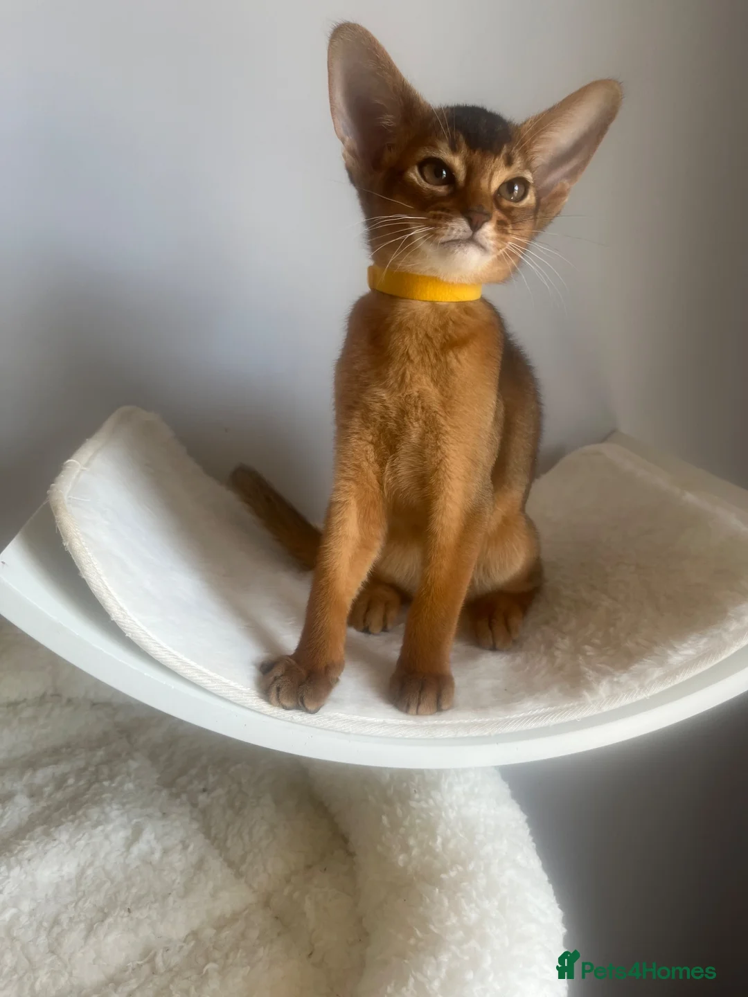 Abyssinian cats for sale: Adorable Abyssinian kittens - Advert 2