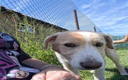 Mixed Breed dogs for adoption: 👑Rex👑 for adoption, coming into DONCASTER - Image 6