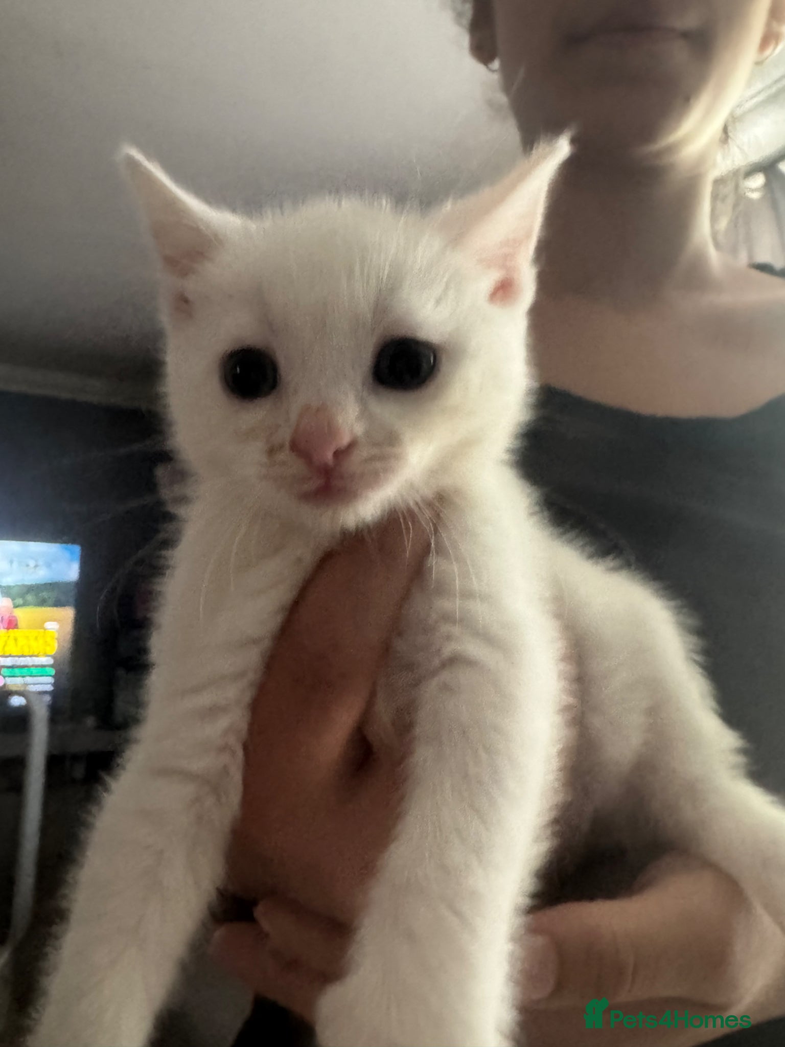 Domestic Shorthair cats for sale: Beautiful kittens - Advert 13
