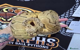 Python Snake reptiles for sale: Stunning snakes available - Image 9
