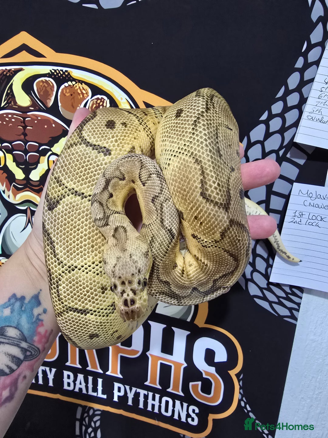 Python Snake reptiles for sale: Stunning snakes available - Image 9