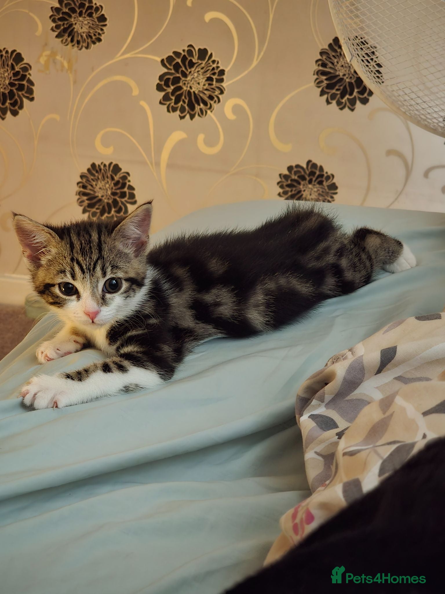 Mixed Breed cats 3 month old kitten ready for new home - Advert 1