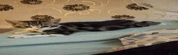 Mixed Breed cats for sale: 3 month old kitten ready for new home in Hull - Advert 1
