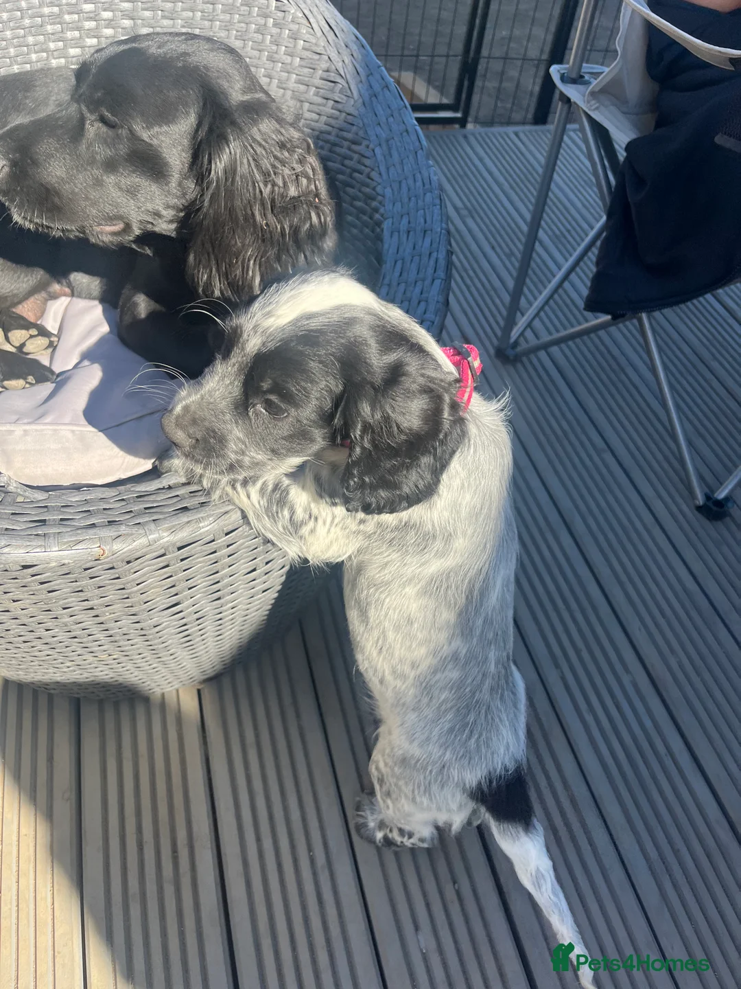 Cocker Spaniel dogs for sale: Beautiful female cocker spaniel  - Advert 2