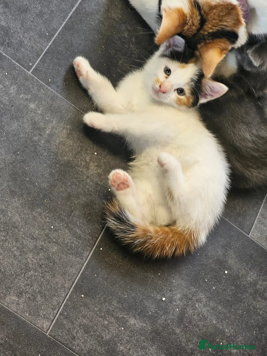 Mixed Breed cats for sale: Femail calico kittens for sale  in Huddersfield - Advert 2