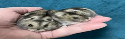 Hamster rodents for sale: Baby Winter White Russian hamsters (pure bred). - Advert 13