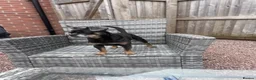 Mixed Breed dogs for sale: Bertie  - Advert 6