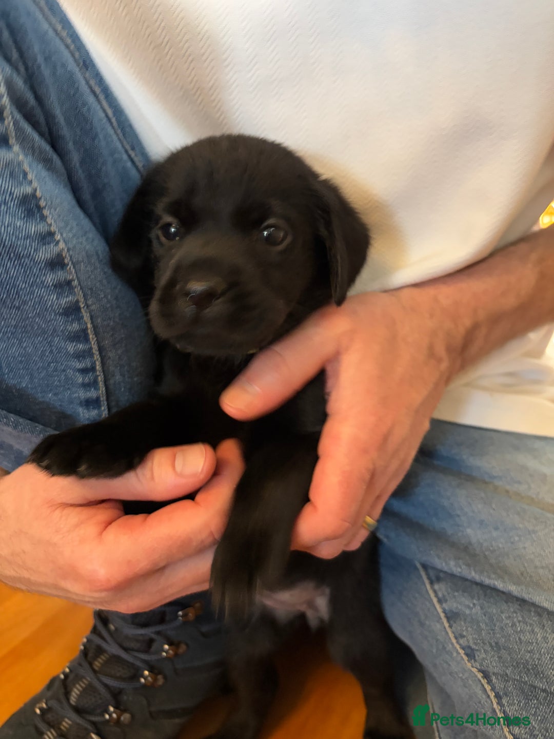 Labrador Retriever dogs for sale: Beautiful puppies, proud of Mum - Advert 6