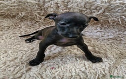 Italian Greyhound dogs for sale: KC reg  Italian greyhound puppies  - Image 2