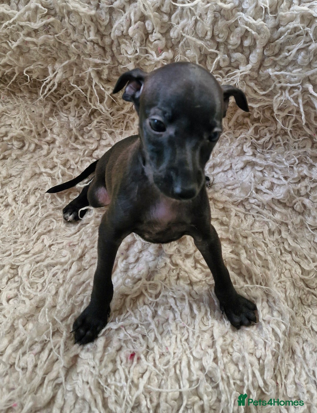 Italian Greyhound dogs for sale: KC reg  Italian greyhound puppies  - Image 2