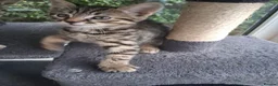 Mixed Breed cats for sale: Stunning Toyger striped tabbies 😻 - Advert 7