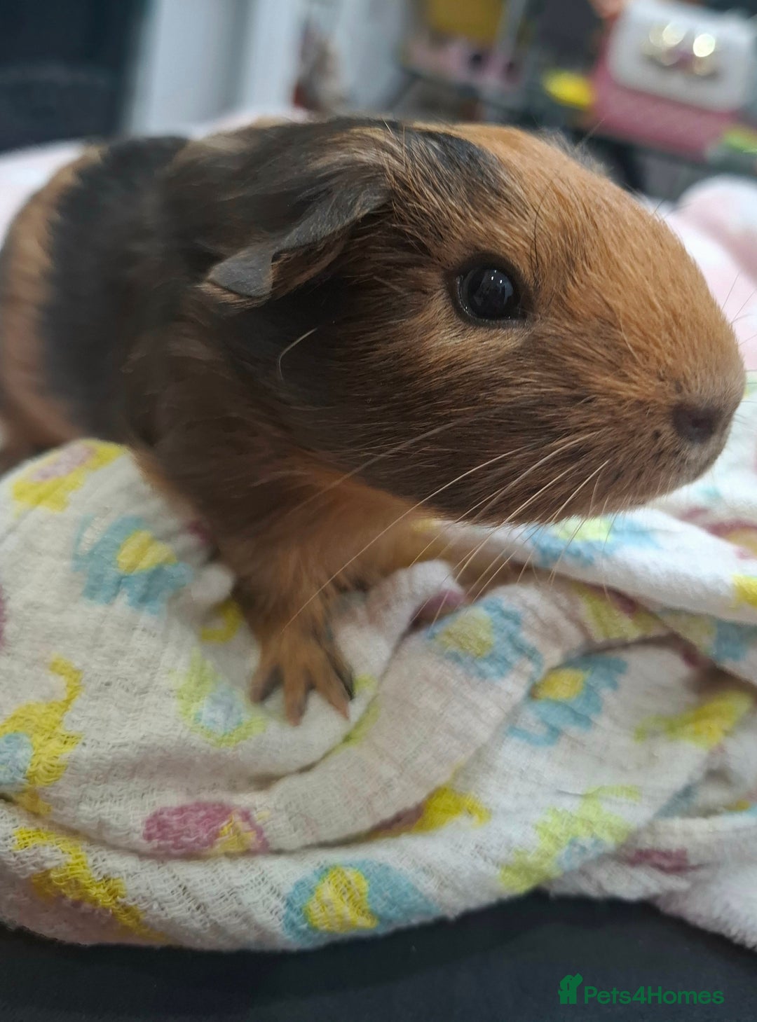 Guinea Pig rodents for sale: Precious piggies 🐷  - Advert 9