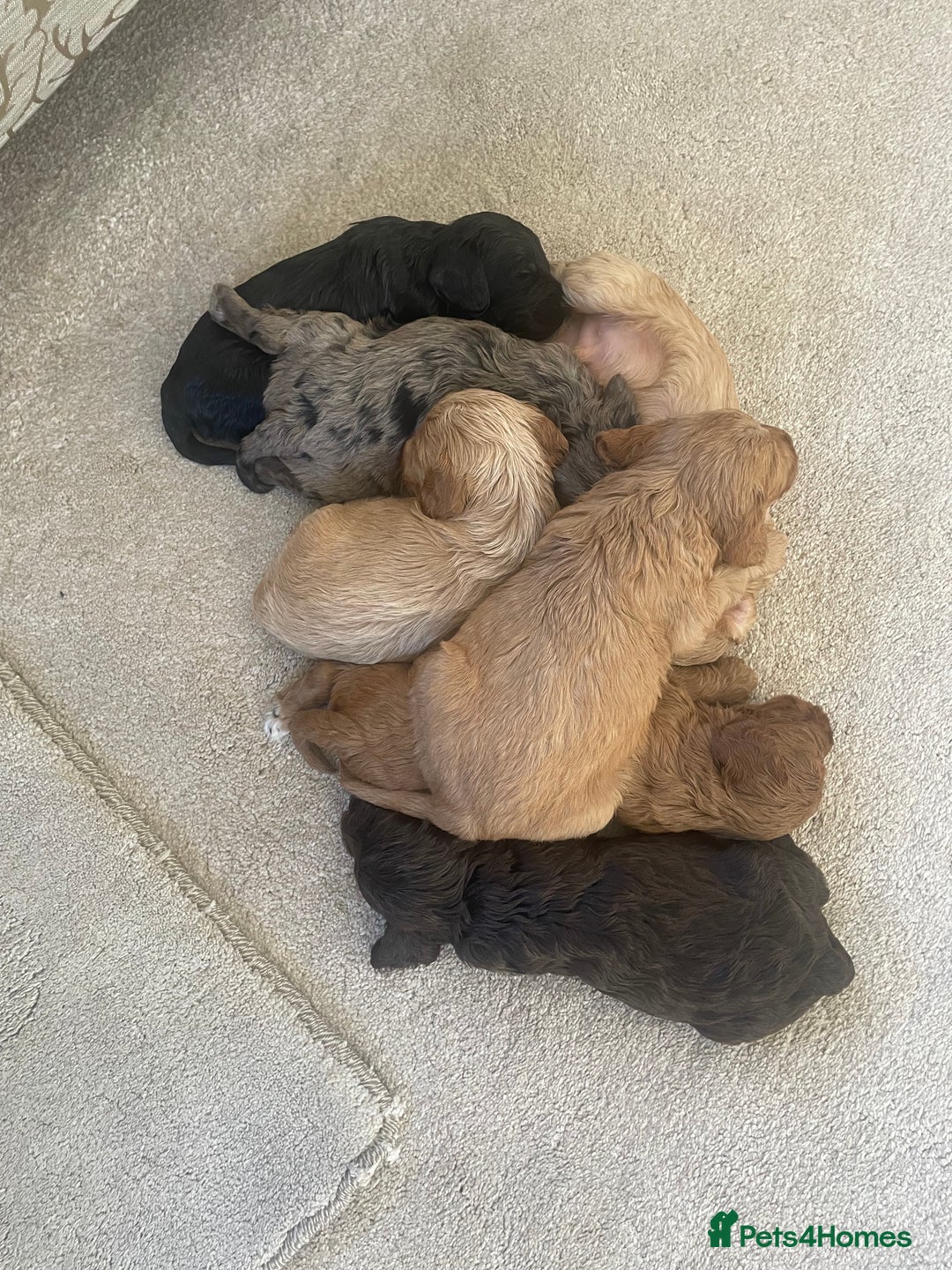 Cockapoo dogs for sale: F1 cockapoo puppies - Image 19
