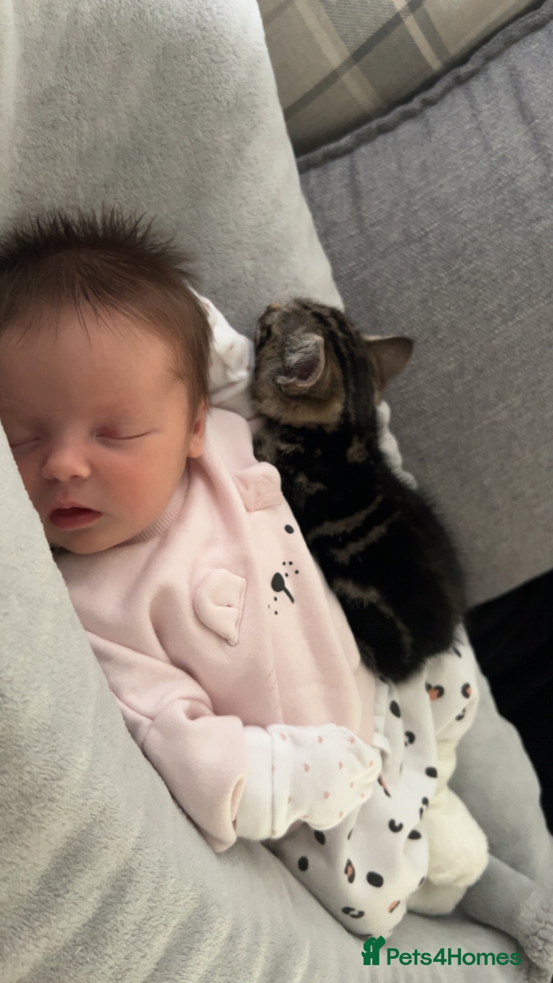 Domestic Shorthair cats for sale: Very loving tabby kitten ready now  - Image 7