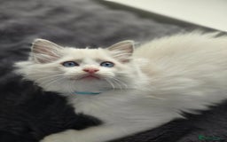Ragdoll cats for sale: Ragdoll Kittens  - Advert 23
