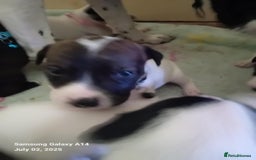 Staffordshire Bull Terrier dogs for sale: Staffie puppies for sale  - Image 3