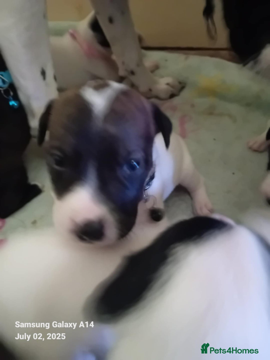 Staffordshire Bull Terrier dogs for sale: Staffie puppies for sale  - Image 3