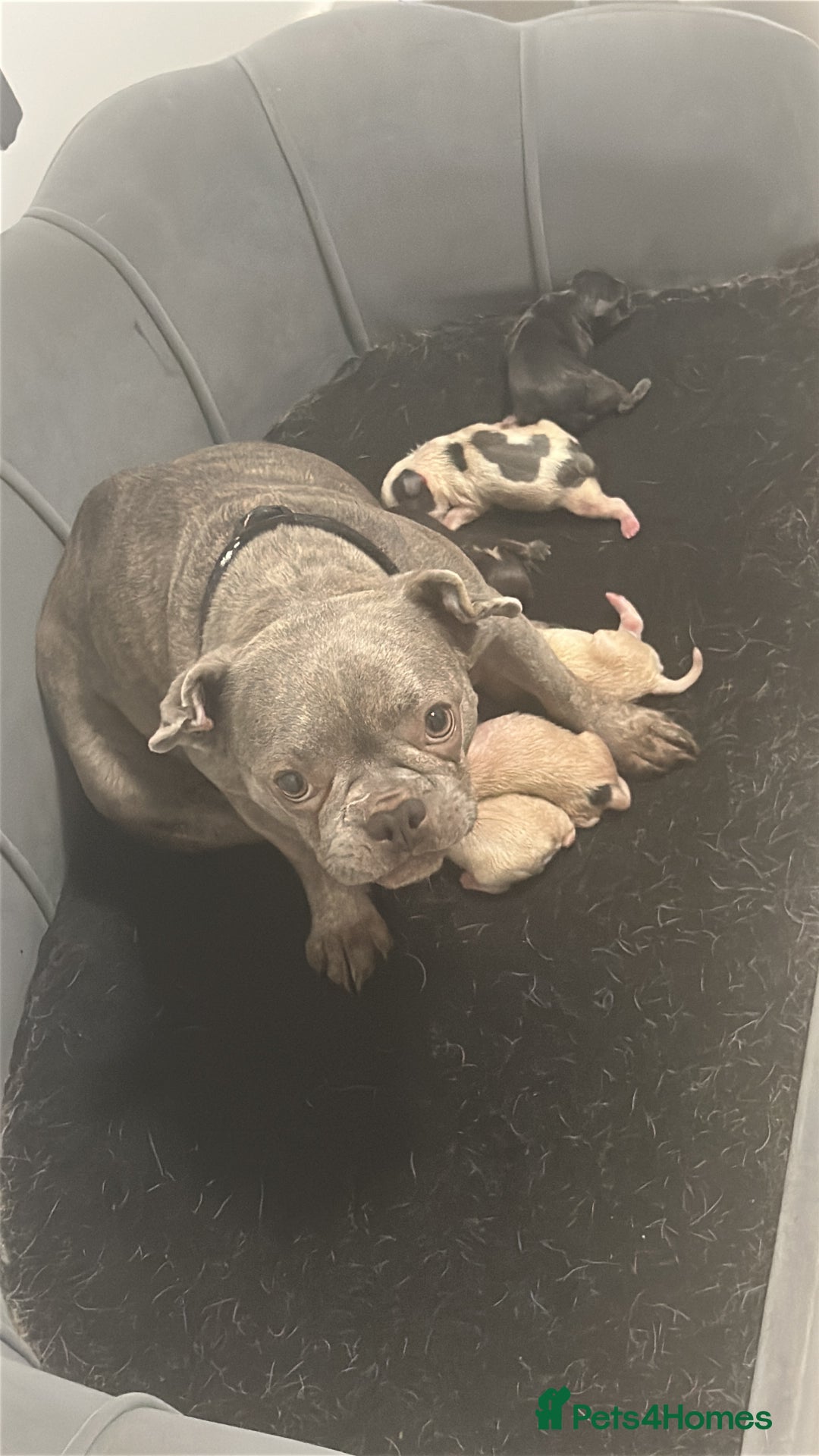French Bulldog dogs for sale: French bulldog puppies - Image 1