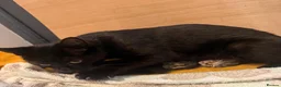 Mixed Breed cats for sale: Beautiful kittens  - Advert 7
