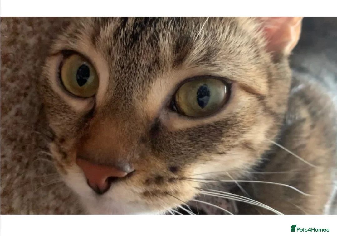 Mixed Breed cats for sale: 1 year old female cat for rehoming - Advert 1