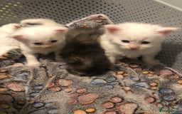 Maine Coon cats for sale: White Maine Coon GCCF - Image 38
