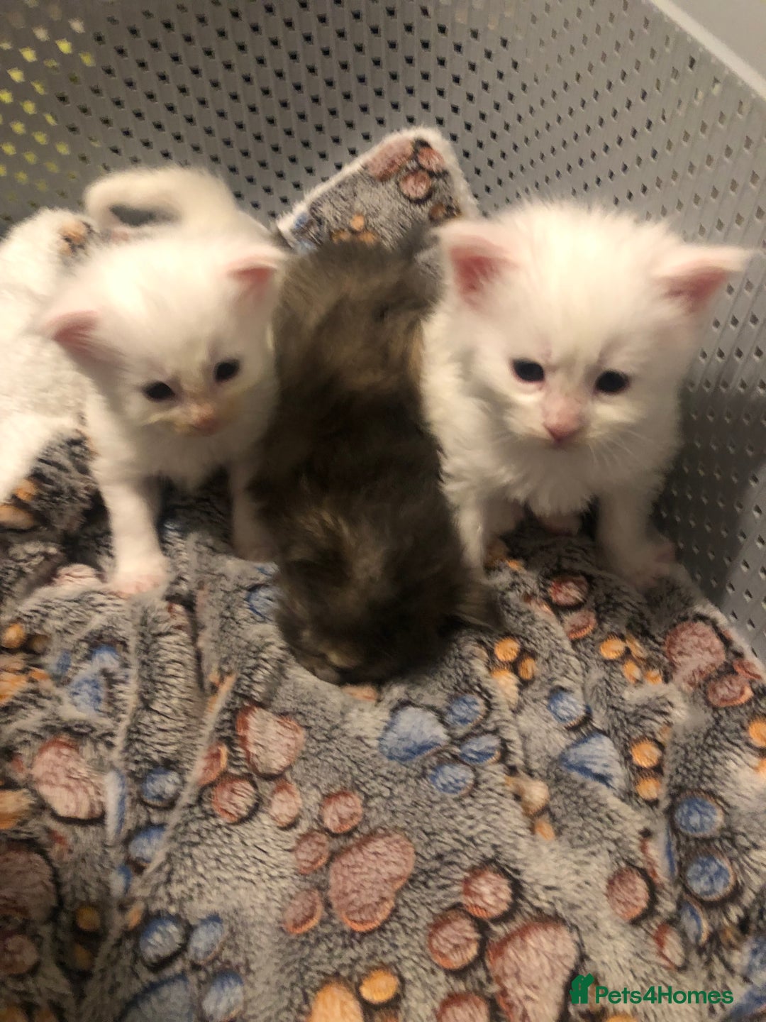 Maine Coon cats for sale: White Maine Coon GCCF - Image 38