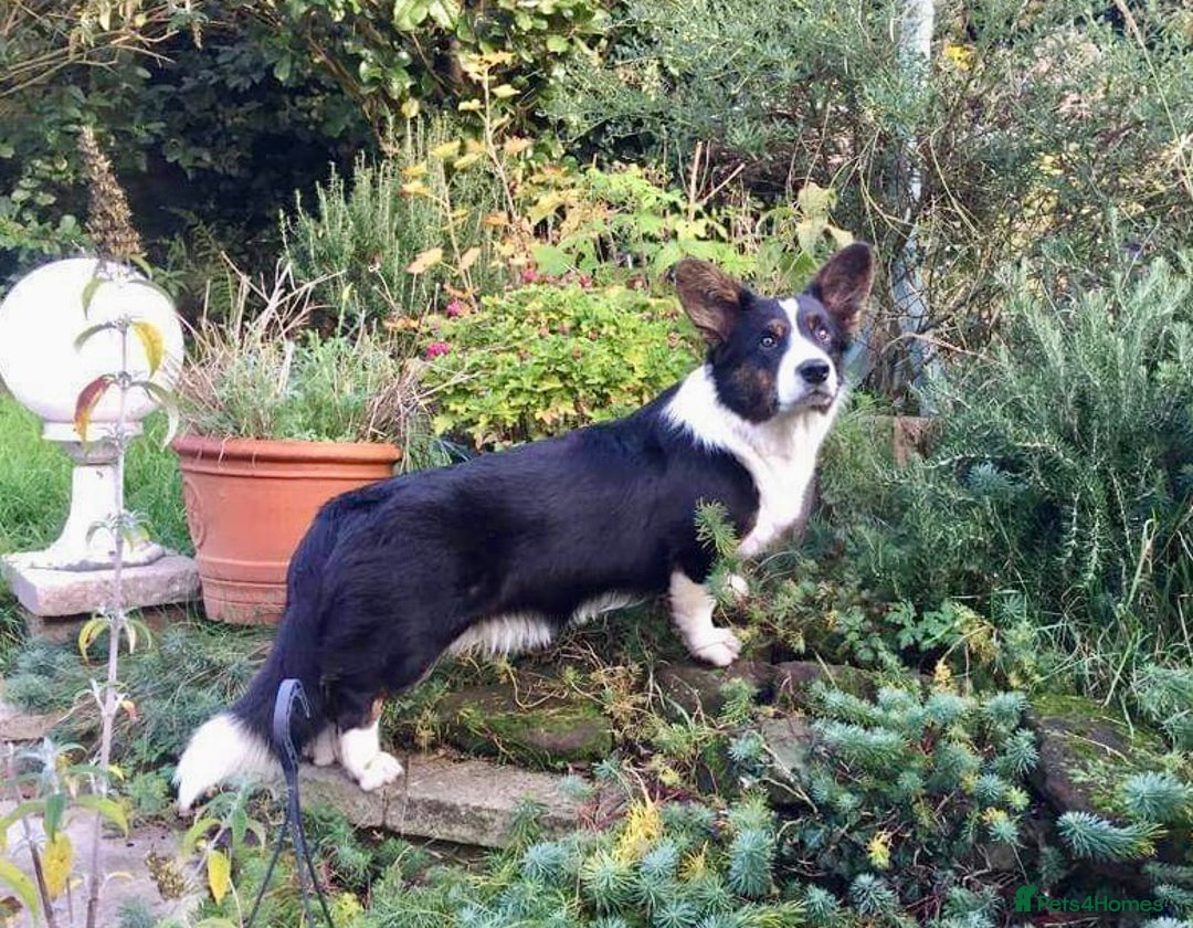 Welsh Corgi Cardigan dogs for sale: Show Quality KC Pedigree Corgi Cardigan Puppies  - Image 14