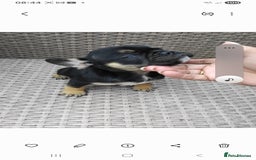 French Bulldog dogs for sale: French bulldog  - Image 1