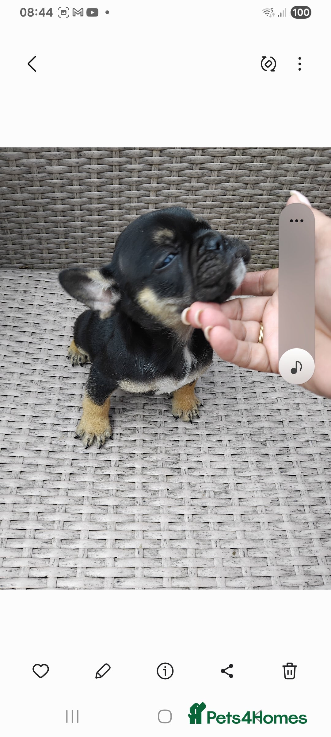 French Bulldog dogs for sale: French bulldog  - Image 1