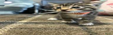 Tabby boy (orange collar)