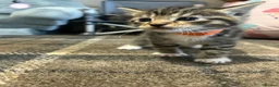 Mixed Breed cats for sale: Beautiful kittens for sale - Advert 11